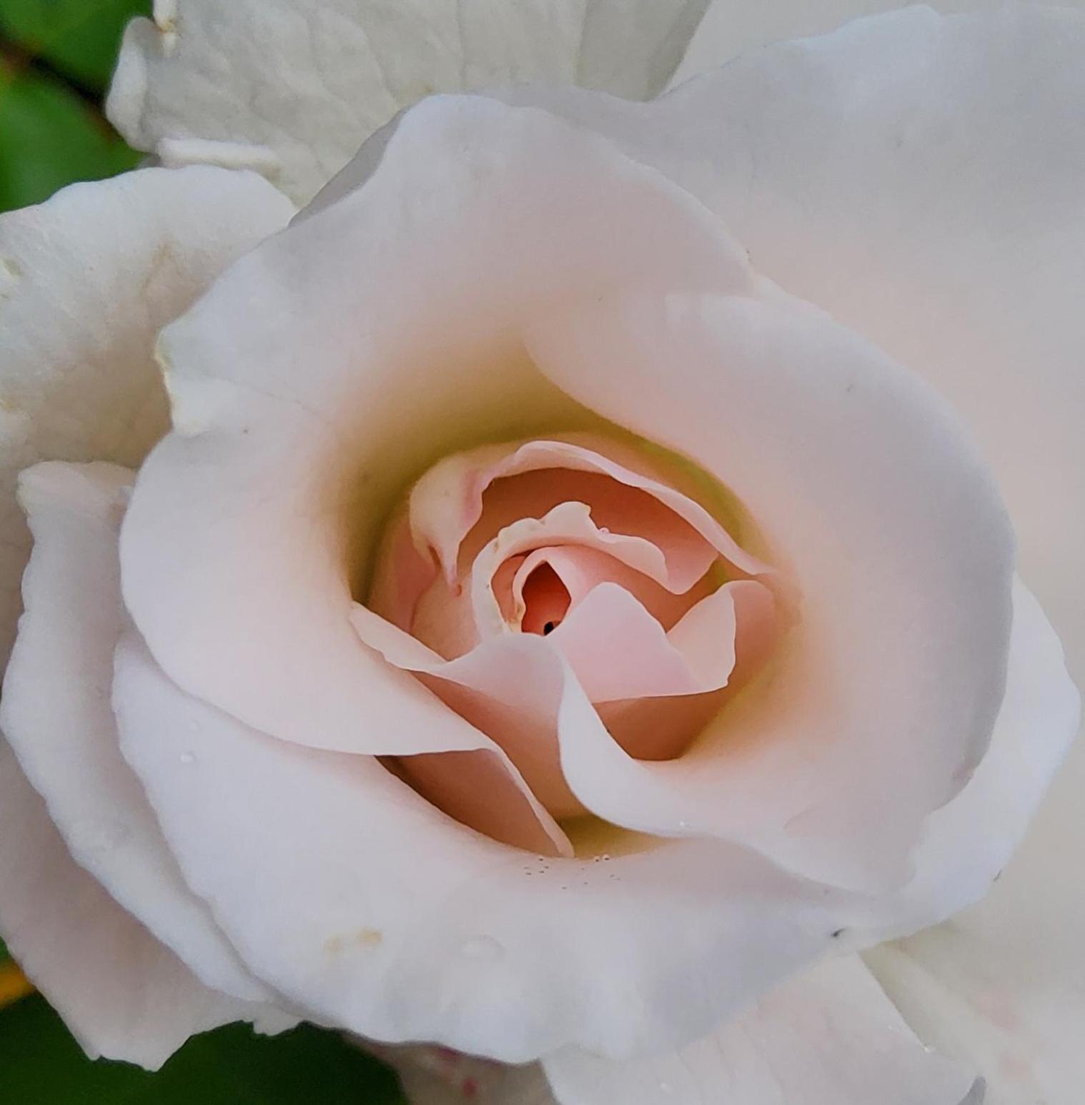 Bed & Breakfast Les Jardins Hoymille
